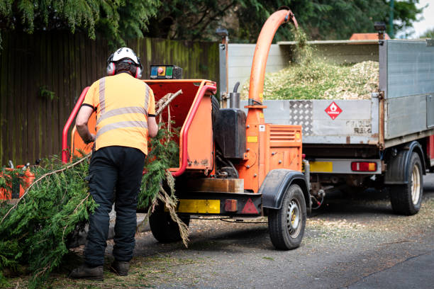 Best Tree Cutting Near Me  in St Georges, DE